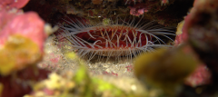 Scallop in Cave copy.png